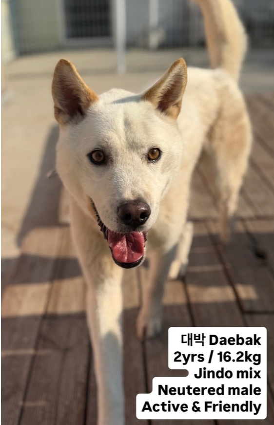 DAEBAK