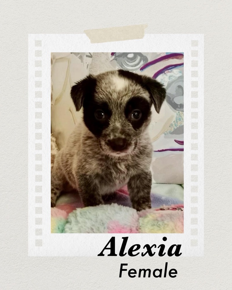Alexia
