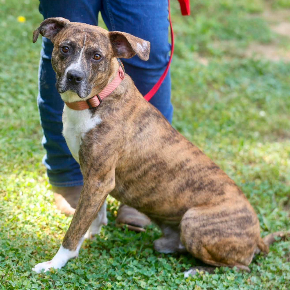 Tigger, American Staffordshire Terrier