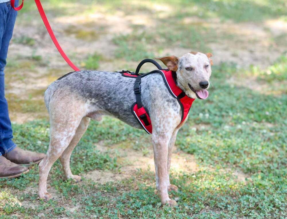 Fletcher, Australian Cattle Dog/Mixed Breed