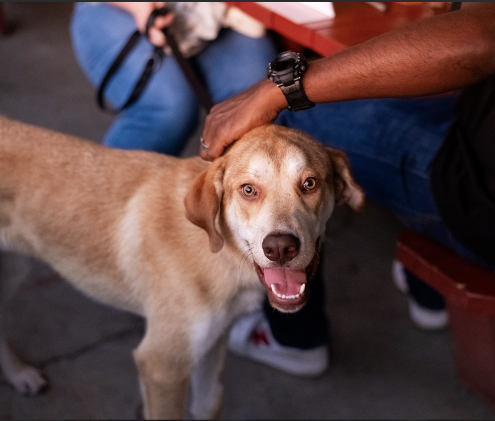 Hollis - Pending Adoption
