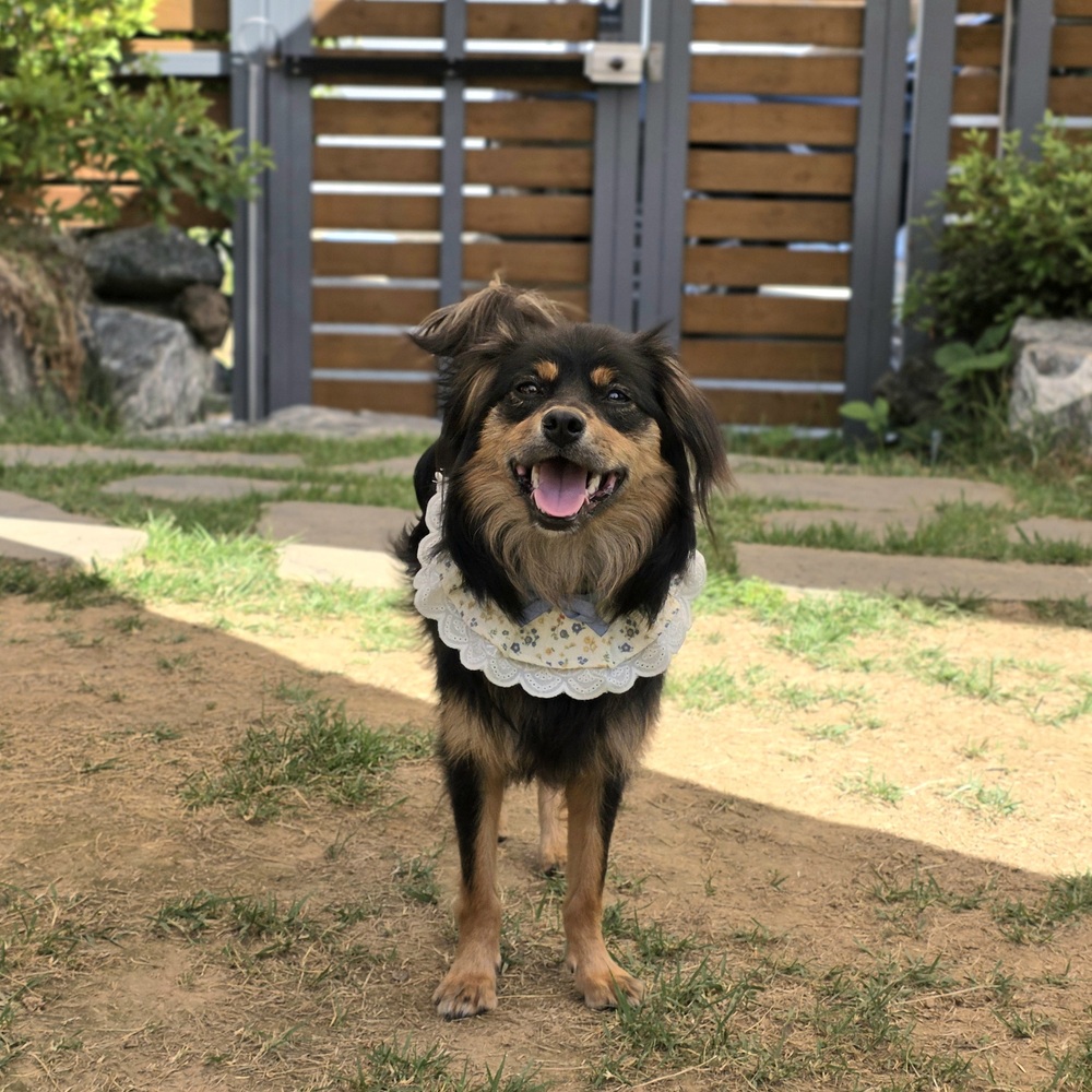 https://s3.us-east-1.amazonaws.com/petstablished-app-beta/uploads/image/image/5985754/KakaoTalk_20260613_084922391_09.jpg