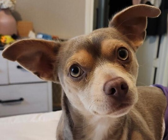 Oliver (Halo)