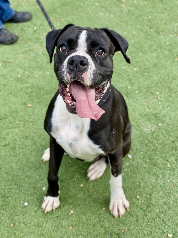 Photo of Cherry Cola, adoptable Boxer in Austin, Texas