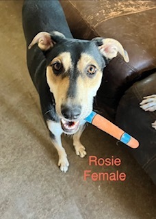 Photo of Cookie/Rosie