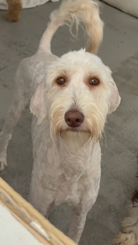 USA, Goldendoodle