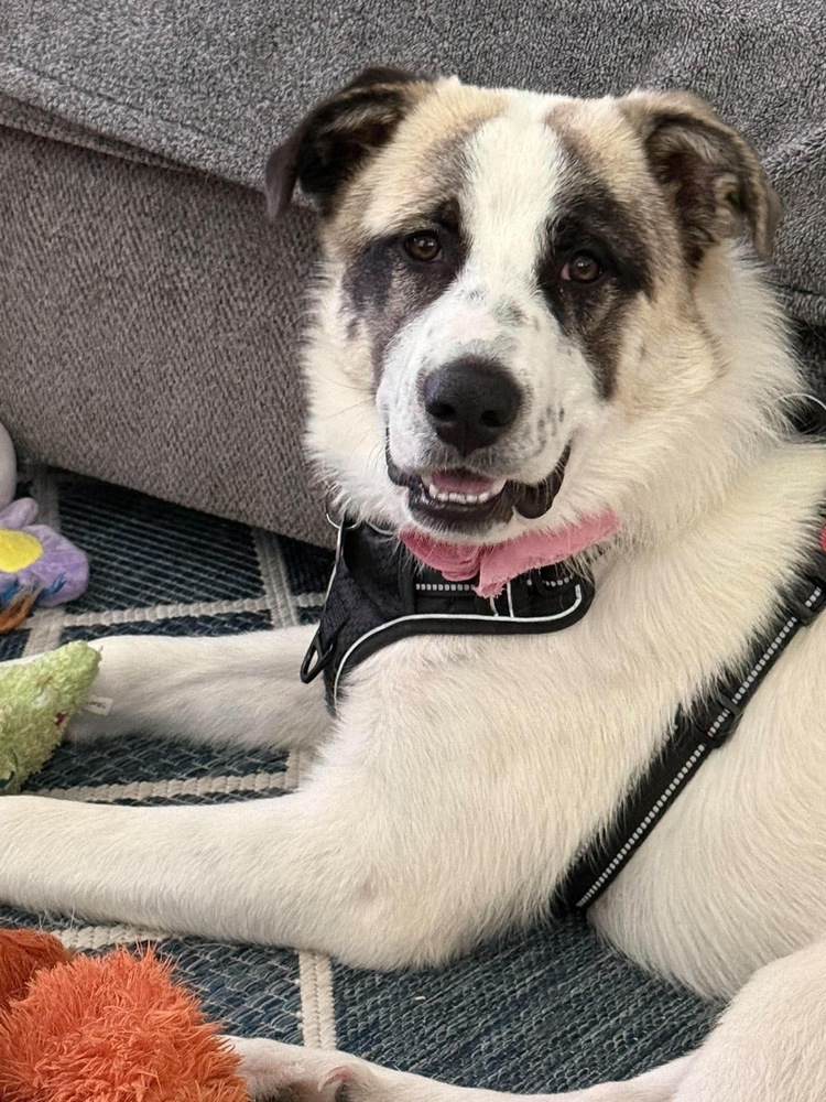 Rosie