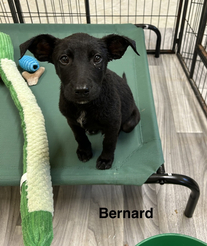 Bernard photo 3