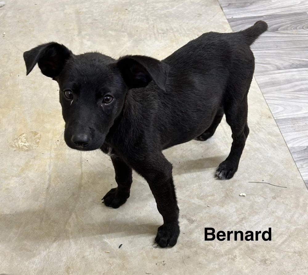 Bernard photo 4