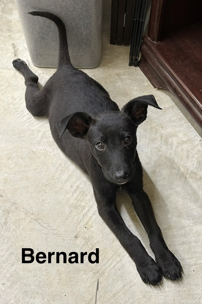 Bernard photo 5