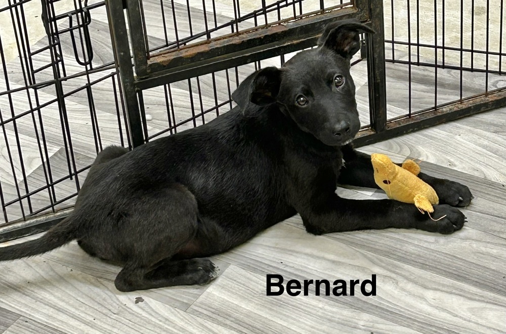Bernard photo 8