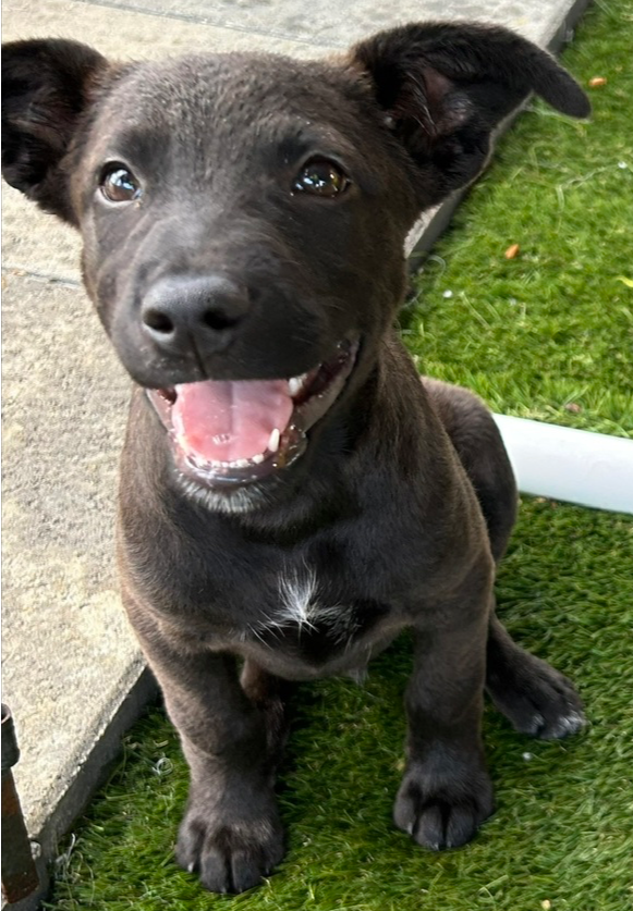 Buddy photo 4