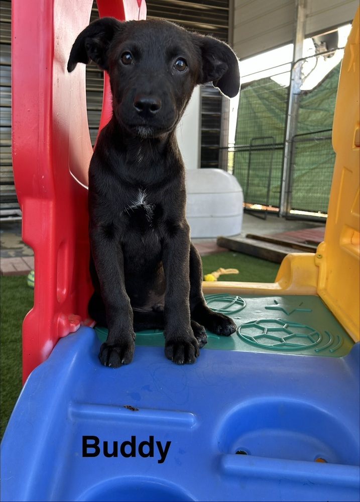Buddy photo 6