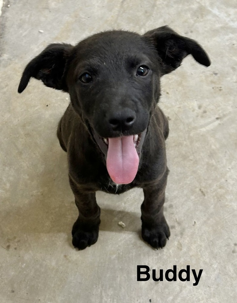 Buddy photo 8