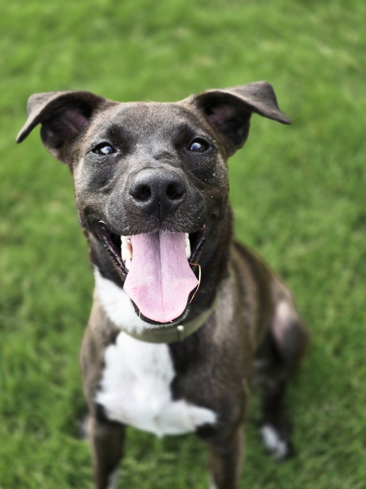 An adoptable dog