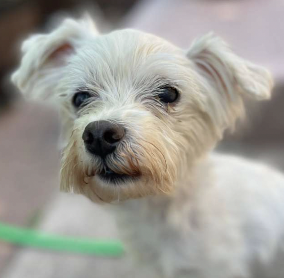 Photo of Bing Bong, adoptable Terriers (Small) in Brooklyn, New York