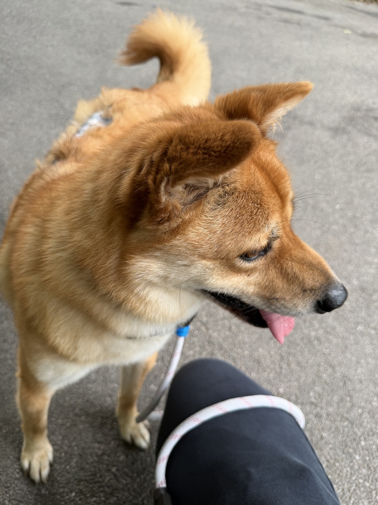 Aru