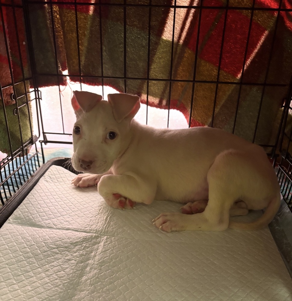 Photo of Bianca, adoptable Terrier (Unknown Type, Medium) in Dana Point, California