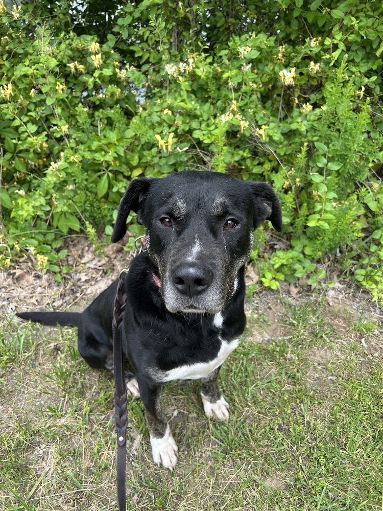 Photo of Boomie, adoptable Labrador Retriever in Linton, Indiana