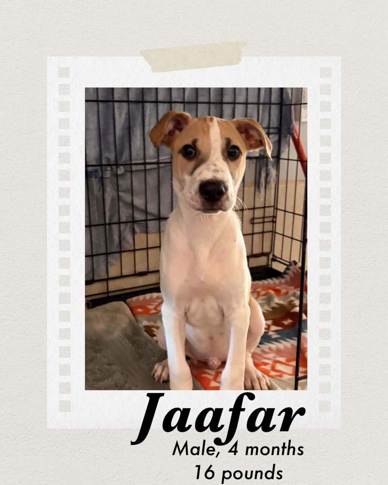Photo of Jaafar