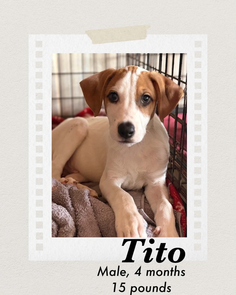 Photo of Tito
