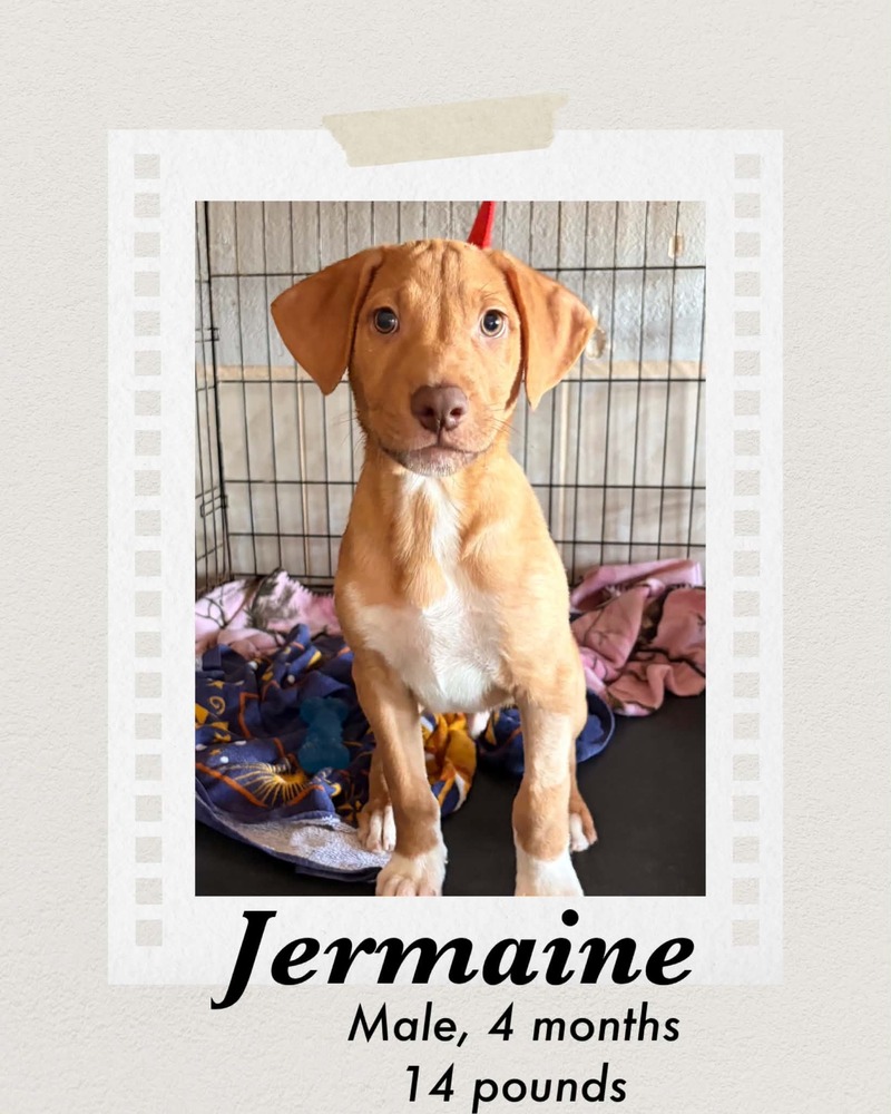Photo of Jermaine