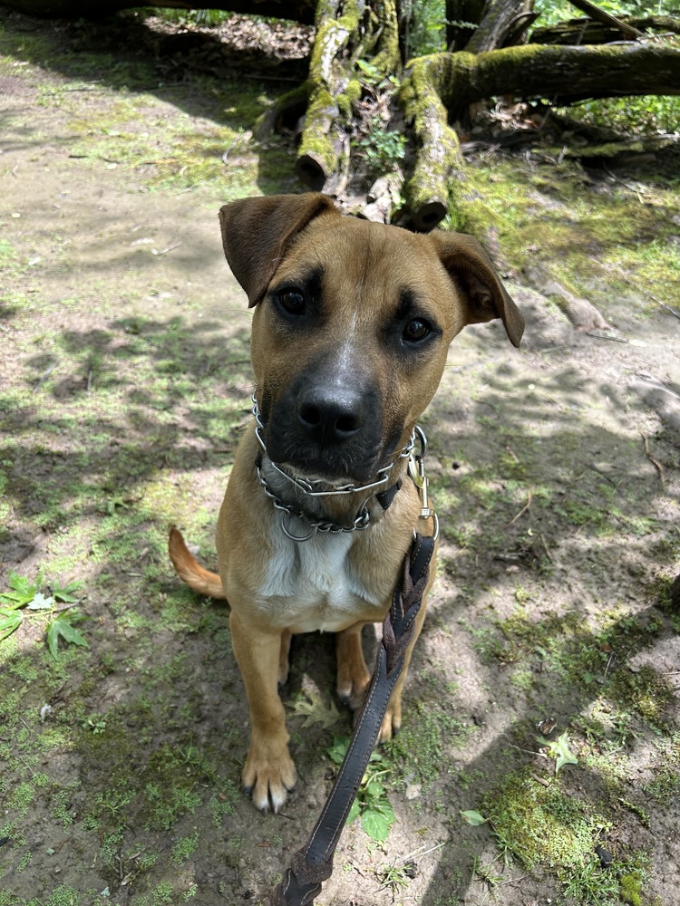 Photo of Tank, adoptable Shepherd (Unknown Type) in Linton, Indiana