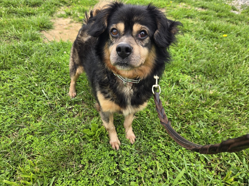 Photo of Houdini, adoptable Beagle in Linton, Indiana