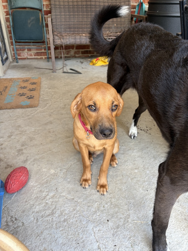 Shiloh photo 3