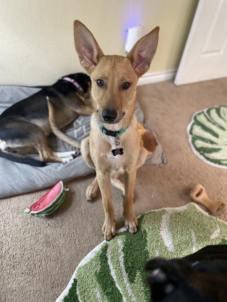 Peanut photo 4