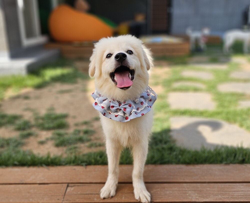 https://s3.us-east-1.amazonaws.com/petstablished-app-beta/uploads/image/image/6000500/KakaoTalk_20260618_095342893_15.jpg