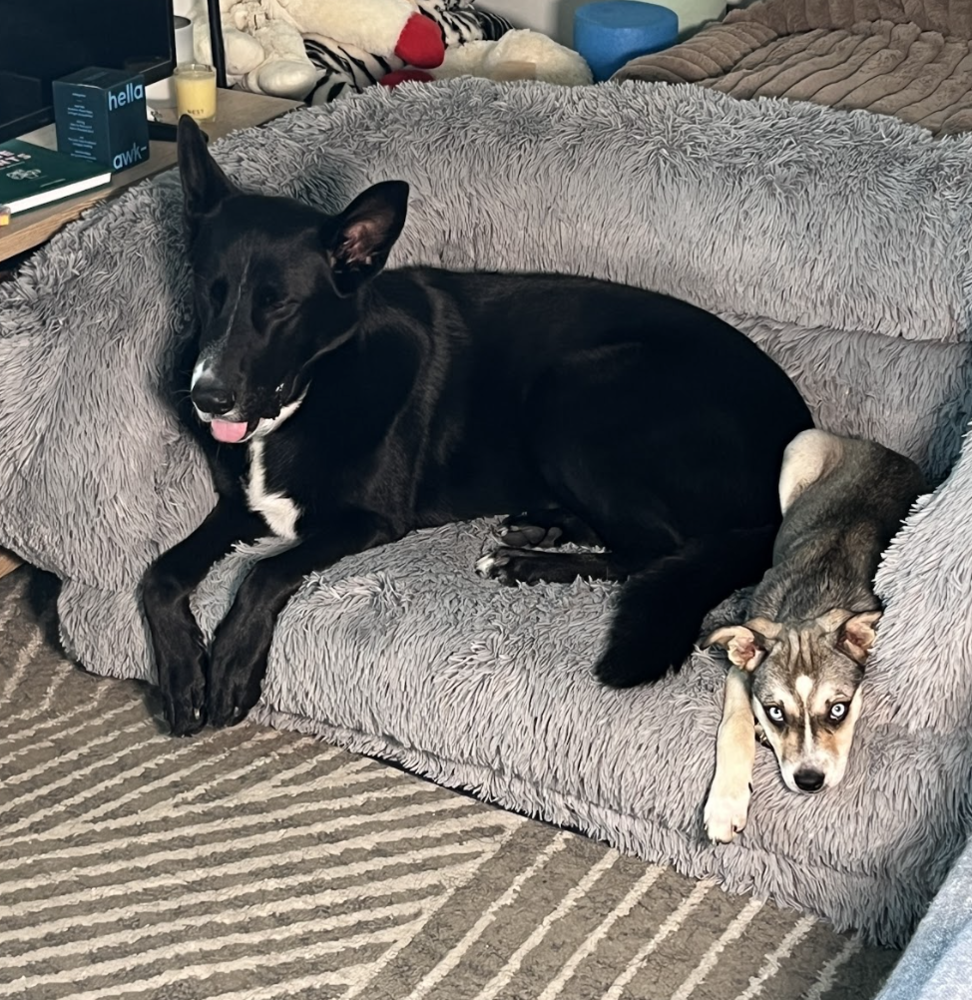 Photo of Madison, adoptable Husky in Brooklyn, New York