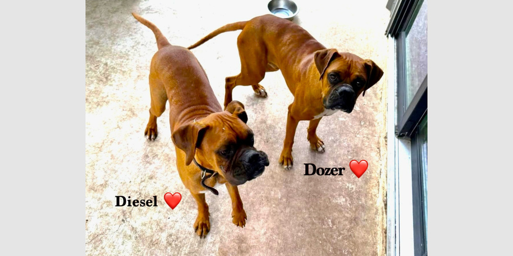 Photo of Diesel X, adoptable Boxer in Austin, Texas