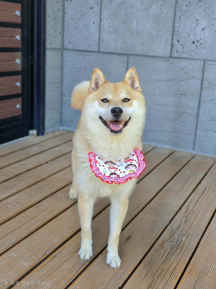 Inu