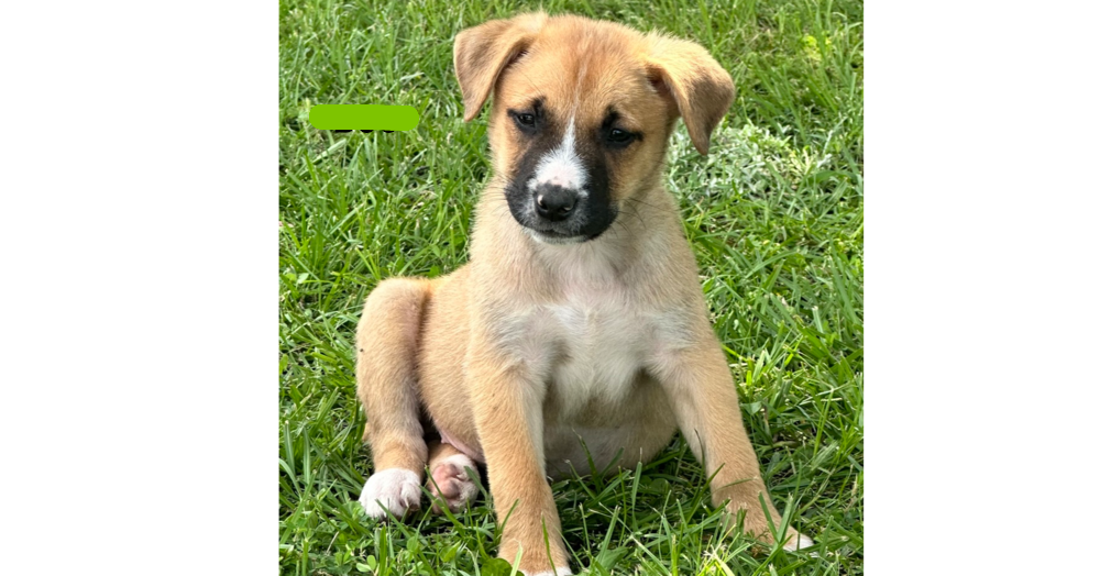Nevada Pups: Butter