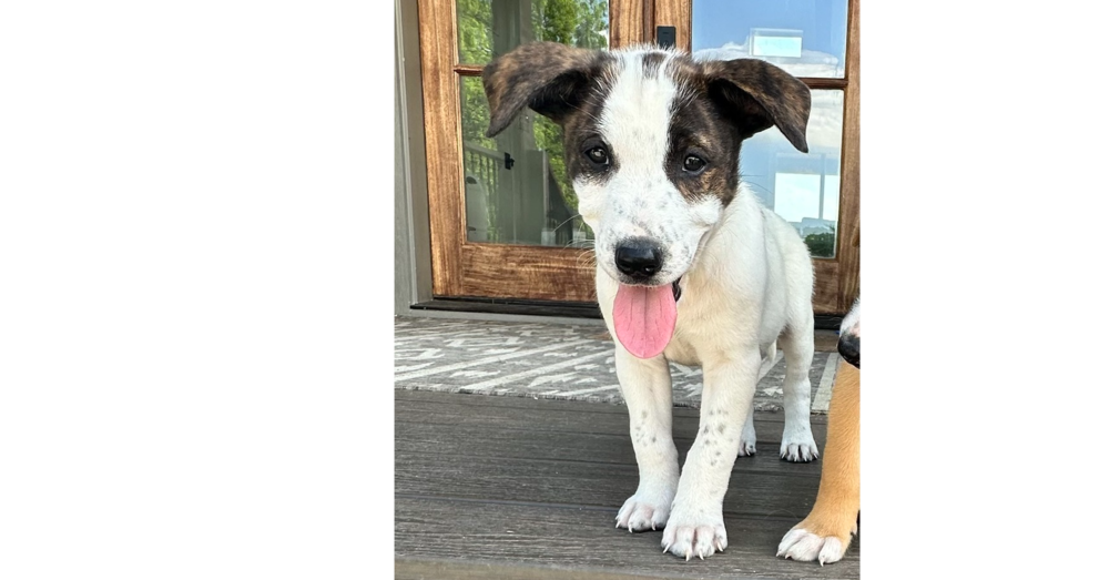 Nevada Pups: Boo