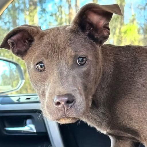 Gobi (p), American Staffordshire Terrier/Mixed Breed