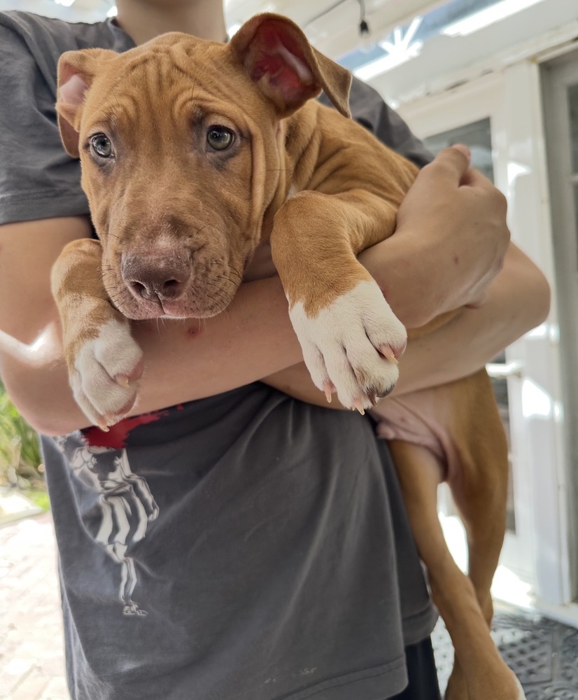 Photo of Luke, adoptable Black Mouth Cur in Dana Point, California