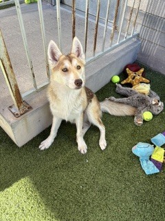 Photo of Roxy