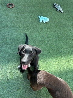 Photo of Shadow