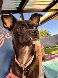 Photo of Bitsy