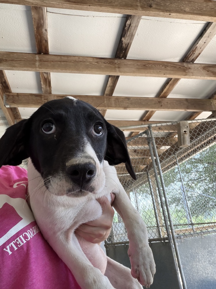 Photo of Margo, adoptable Hound (Unknown Type) in Linton, Indiana