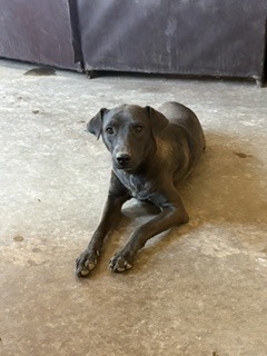 Photo of Darlin/Suzi Q