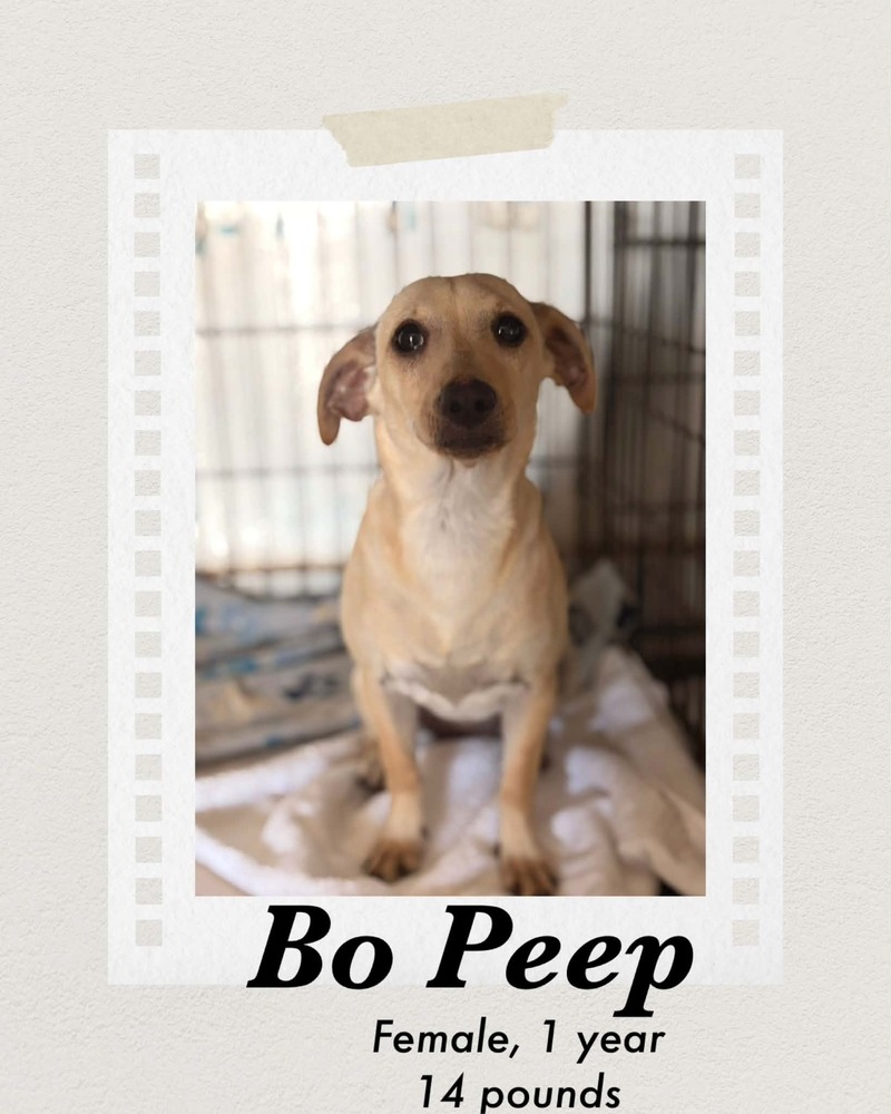 Photo of Bo Peep