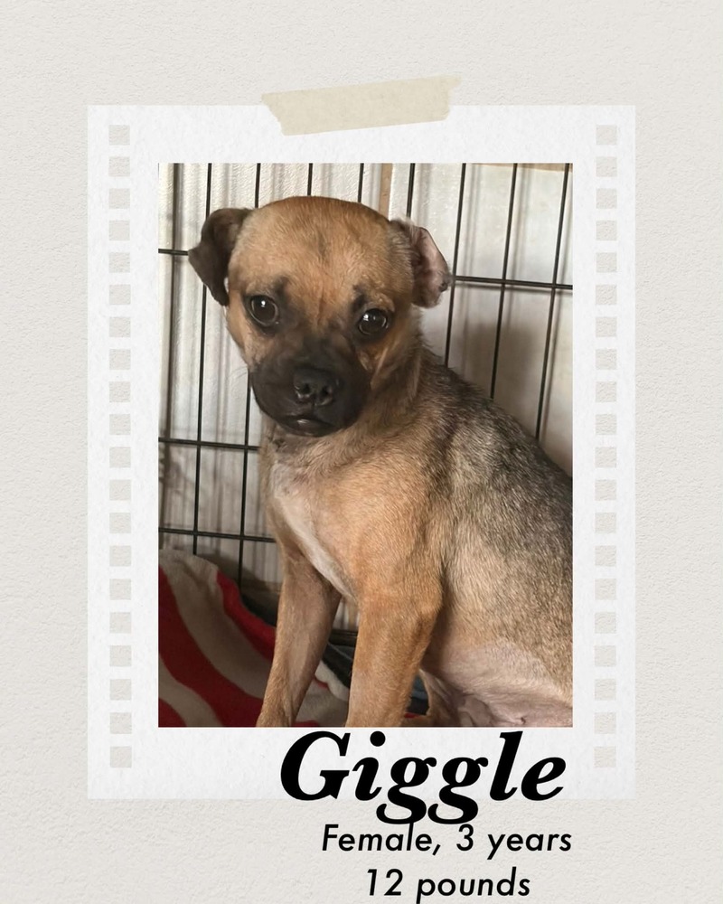 Photo of Giggle
