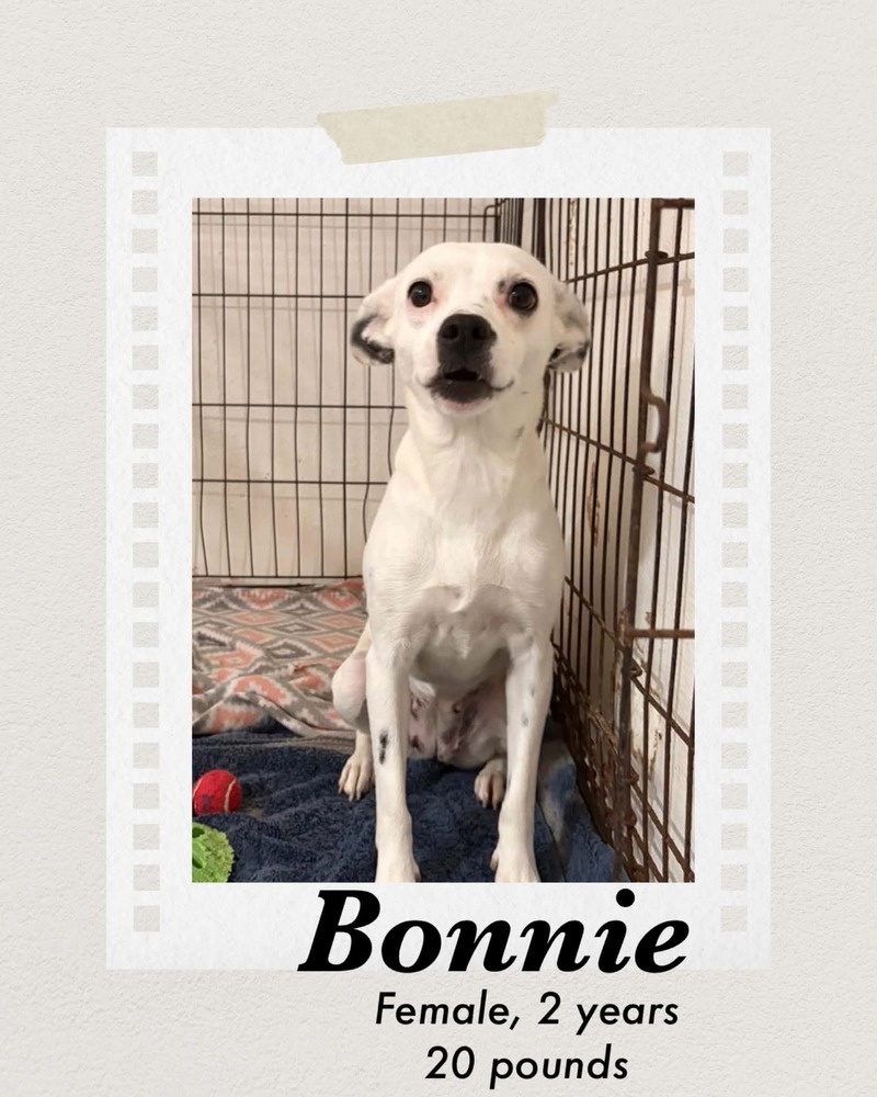 Photo of Bonnie
