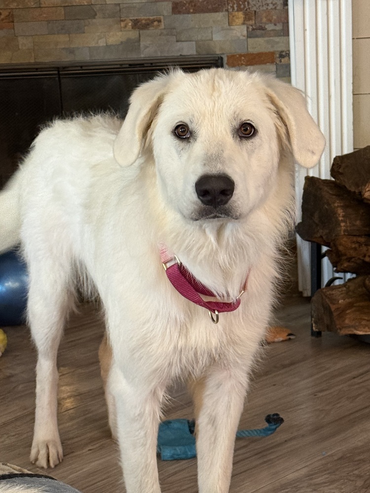 Ellie photo 3