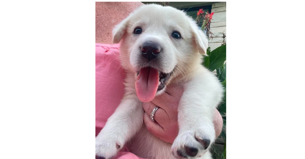 Addison Pups: Gracie
