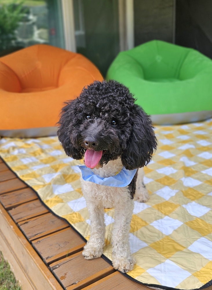 https://s3.us-east-1.amazonaws.com/petstablished-app-beta/uploads/image/image/6025169/KakaoTalk_20260629_070635183.jpg