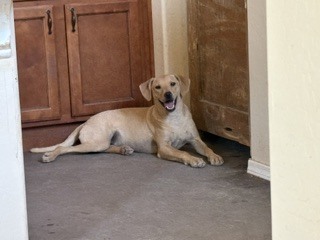 Photo of Russet